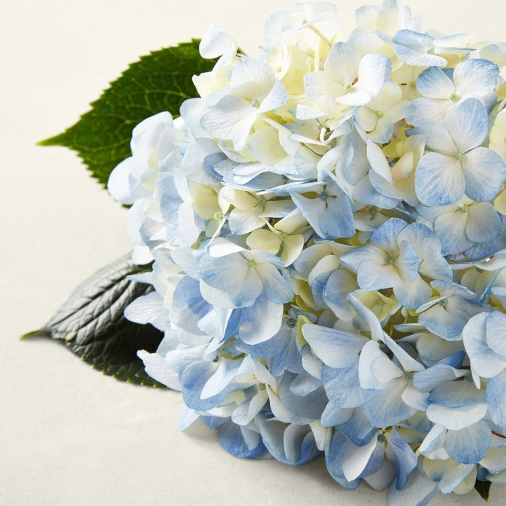 Fresh Blue Hydrangea 18 Stems