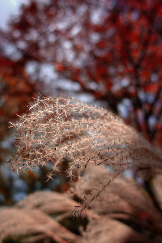 Howling Weeds