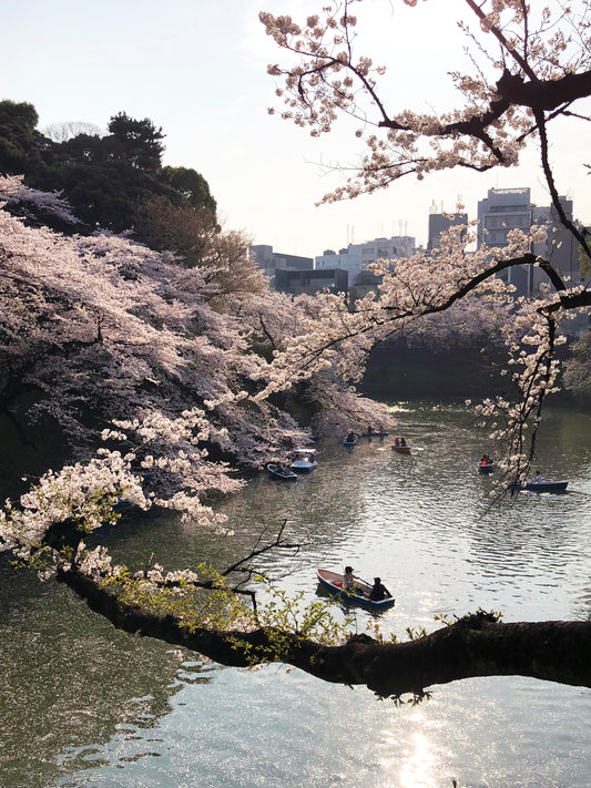 Chidorigafuchi Sakura Romance