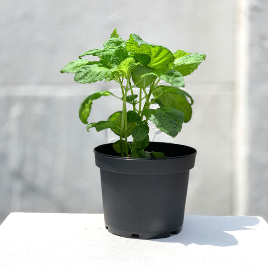 Green Shiso Living Herbs