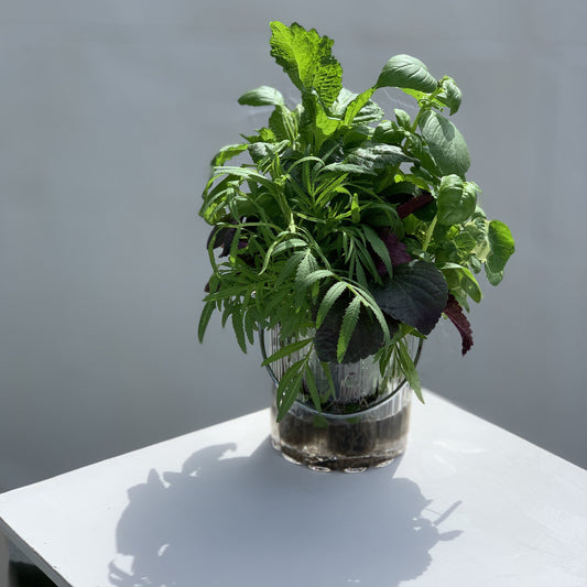 Edible Herbs Garden Bucket