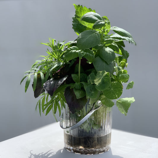 Edible Herbs Garden Bucket