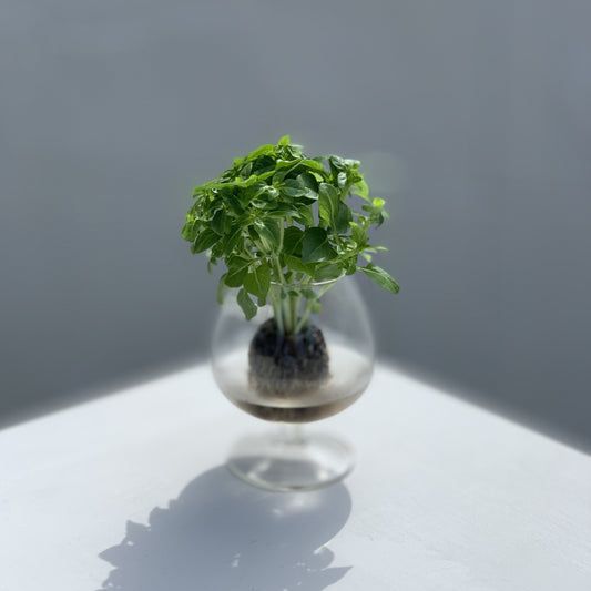 Mini Basil