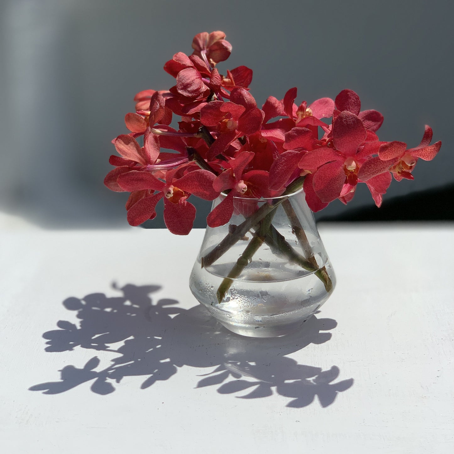Orchids Tableside