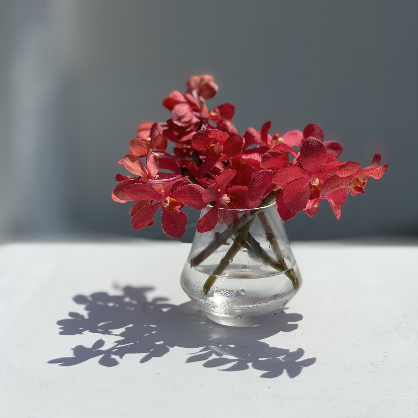 Orchids Tableside