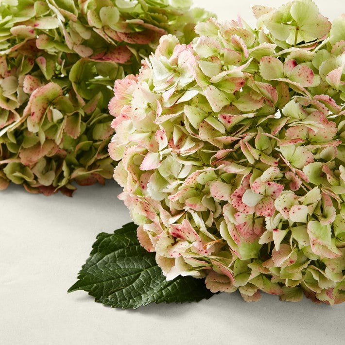Fresh Mixed Hydrangea 18 Stems