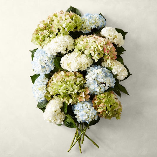Fresh Mixed Hydrangea 18 Stems