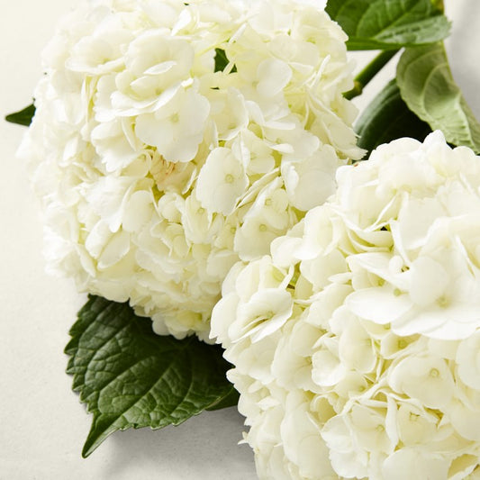 Fresh White Hydrangea 18 Stems