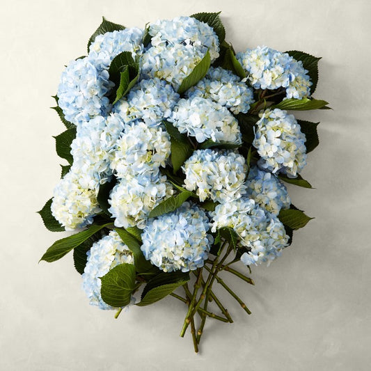 Fresh Blue Hydrangea 18 Stems