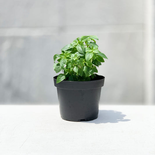 Mini Basil Living Herbs