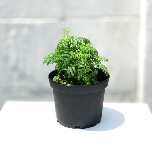 Tangerine Gem Living Herbs