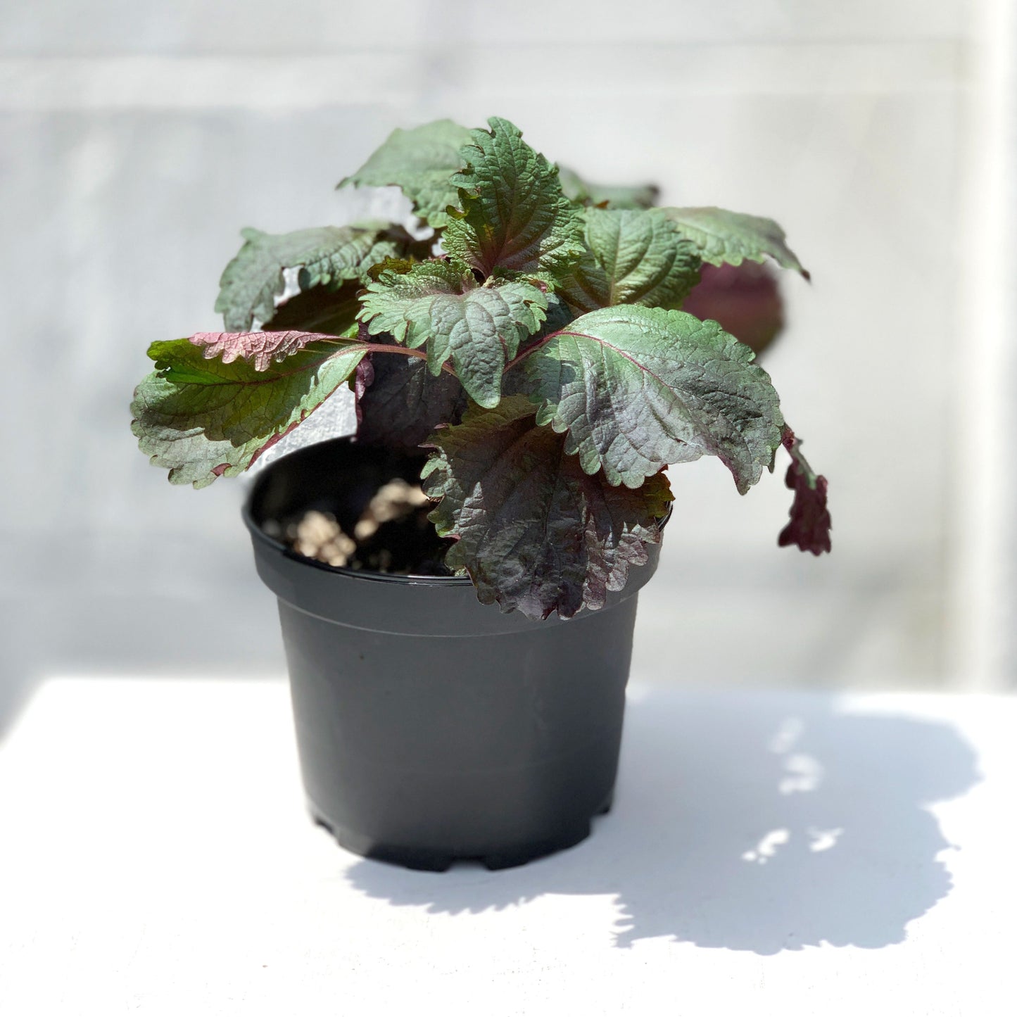 Purple Shiso Living Herbs