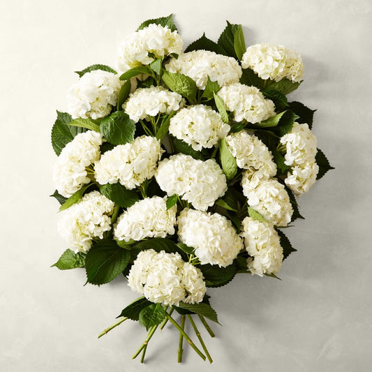Fresh White Hydrangea 18 Stems