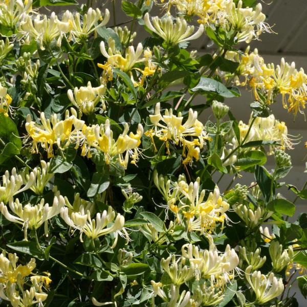 Honeysuckle Flower Tea