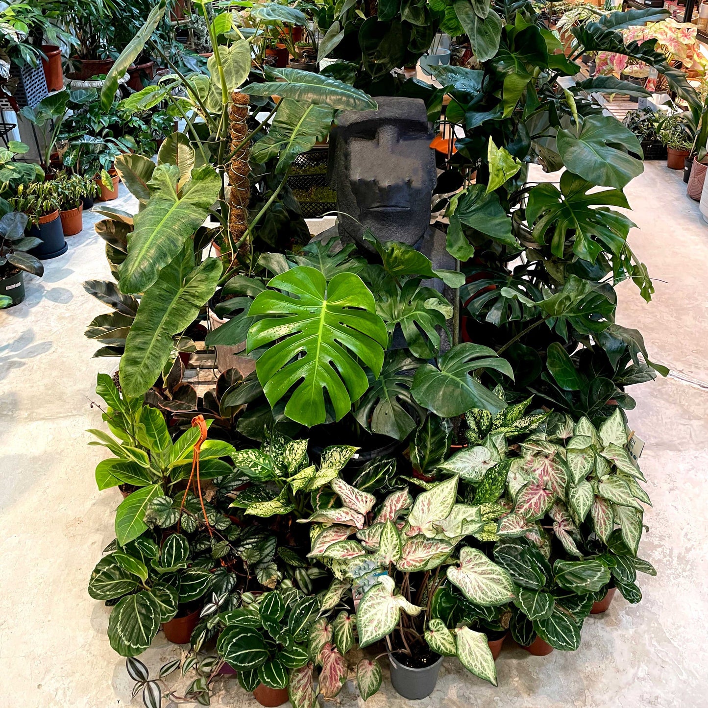 Mix and Match Potted Plants Forest